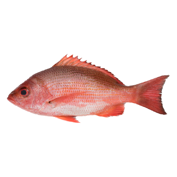 Red Snapper Whole 500-600g (Frozen)