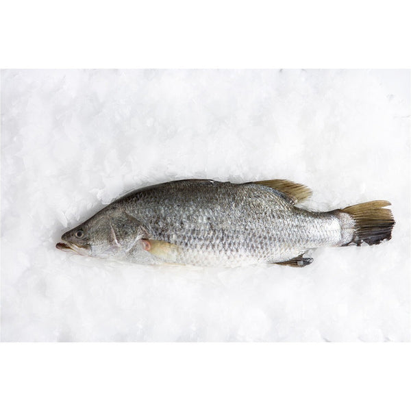 Blue Barramundi Whole 300/400G (Frozen)