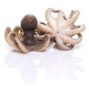 Baby Octopus Clean 800g - Good Food