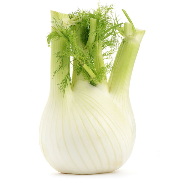 Fresh Fennel From Italy 1 Piece +/- 500g (FRESH FROM ITALY) - Good Food